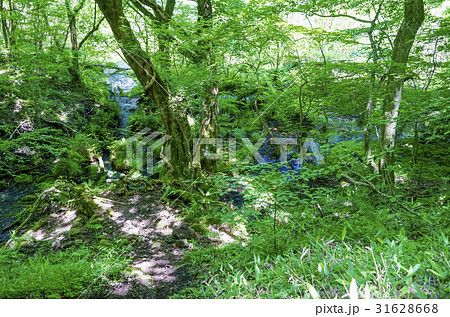 くじゅう　登山道 31628668