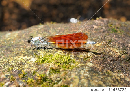 ニホンカワトンボ ニホンカワトンボ 31628722