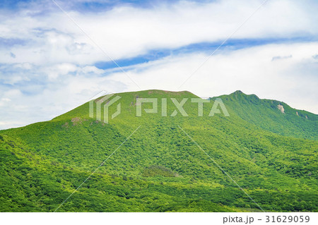 大船山　ミヤマキリシマ 31629059