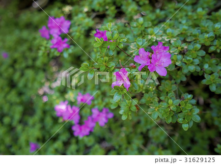 ミヤマキリシマ ミヤマキリシマ 31629125