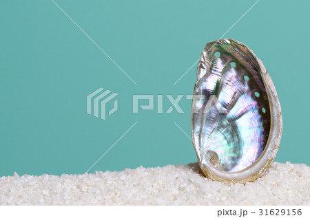 Iridescent abalone shell on white sand on turquois 31629156