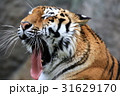 トラの豪快なあくび トラの豪快なあくび 31629170