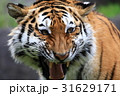 トラのフレーメン反応 トラのフレーメン反応 31629171