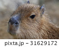 穏やかな表情のカピバラ 穏やかな表情のカピバラ 31629172