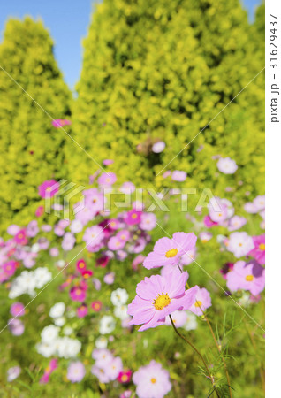 コスモス 31629437