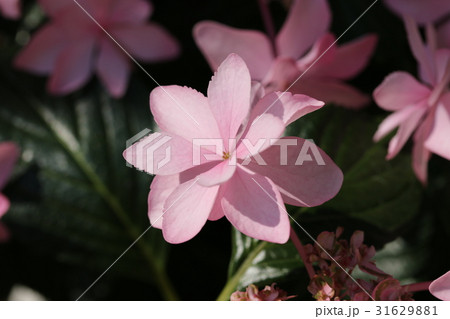 アジサイ 31629881