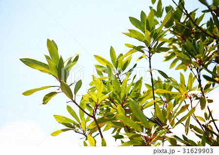 ヒメユズリハの新緑 31629903