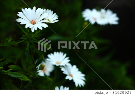 マーガレット ヘリクリサム シルバーの花の写真素材