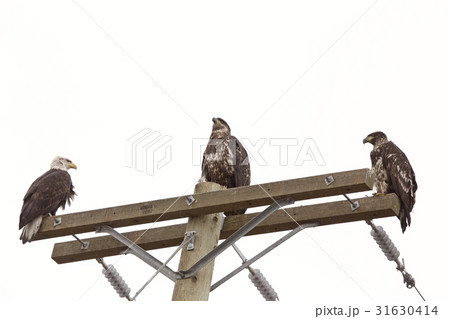 Bald Eagle British Columbia 31630414
