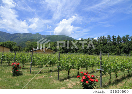 北アルプス山麓ワイン用ブドウ畑 初夏 北アルプス山麓ワイン用ブドウ畑 初夏 31630600