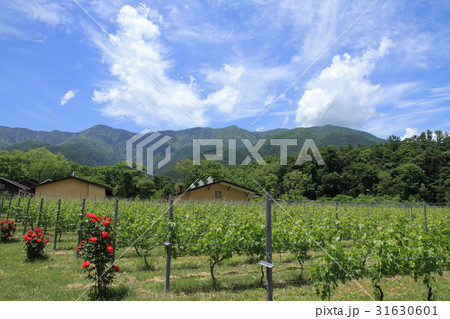 北アルプス山麓ワイン用ブドウ畑　初夏 31630601