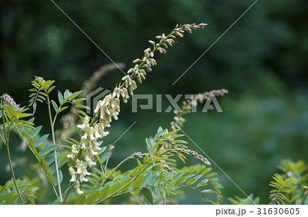 クララ クララ 31630605