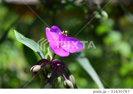 向島百花園 百花園のムラサキツユクサ 向島百花園 百花園のムラサキツユクサ 31630767