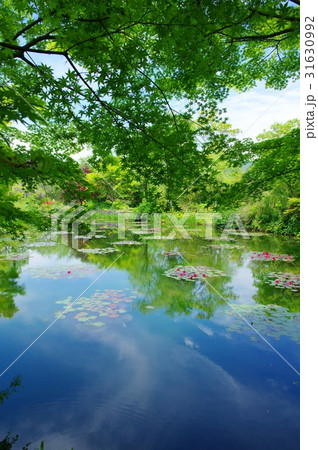 モネの庭 31630992