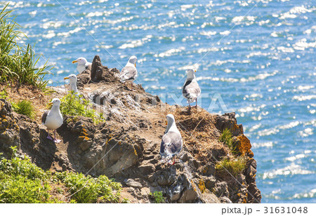 Seagulls are sitting in pairs on nests Seagulls are sitting in pairs on nests 31631048