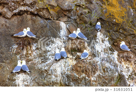 Seagulls are sitting in pairs on the nests Seagulls are sitting in pairs on the nests 31631051