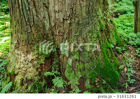 『きみまち杉』　秋田県 31631261
