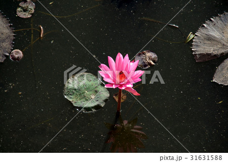 Pink Lotus with floating Leaves Pink Lotus with floating Leaves 31631588