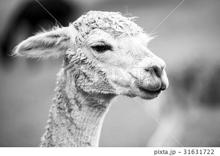 Alpaca in a field. Black and White Alpaca in a field. Black and White 31631722