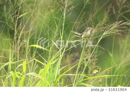鳥綱 青灰色 山の鳥 31631904