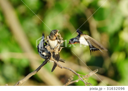 つばめ 鳥綱 伝統 31632096