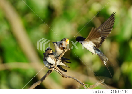 つばめ 鳥綱 伝統 31632110