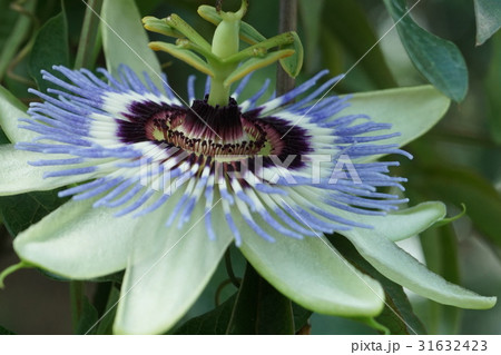 トケイソウ　アツプ　01 31632423