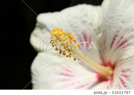 ハイビスカス 31632797