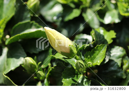 ハイビスカスのつぼみ 31632800