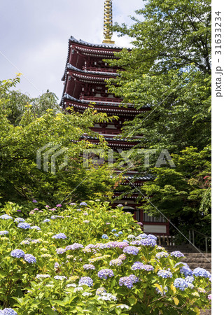 千葉県の紫陽花寺 本土寺の写真素材