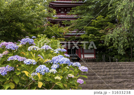 千葉県の紫陽花寺 本土寺の写真素材