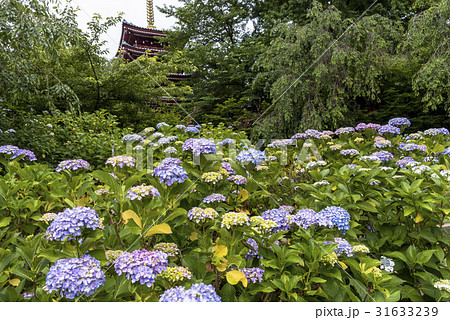 千葉県の紫陽花寺・本土寺 31633239
