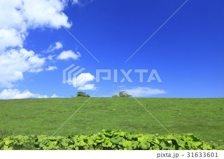 北海道　美瑛町　草原と流れる雲 31633601