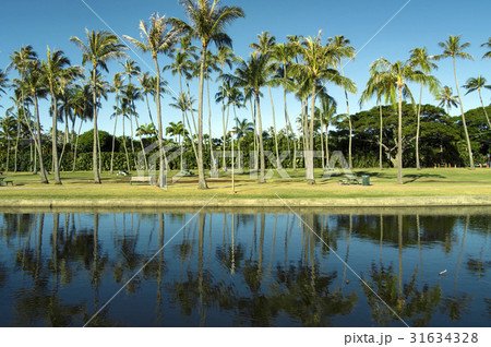 ハワイ(Hawaii)ヤシの木・01 31634328