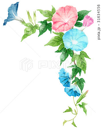 朝顔の上部フレーム素材 朝顔の上部フレーム素材 31634556