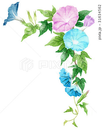 朝顔の上部フレーム素材 31634562