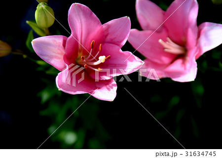 赤いユリ 赤いユリ 31634745