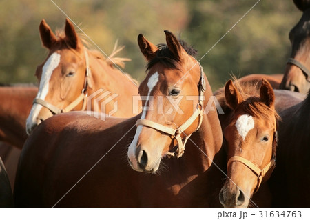 Horses in a pasture at dusk Horses in a pasture at dusk 31634763