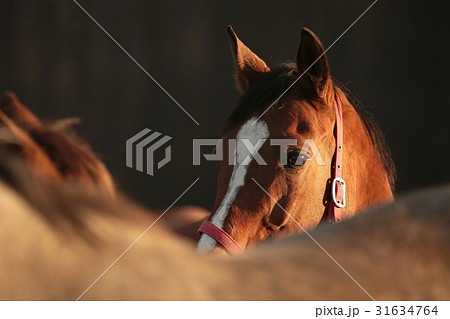 Horse at dusk. December, Poland 31634764