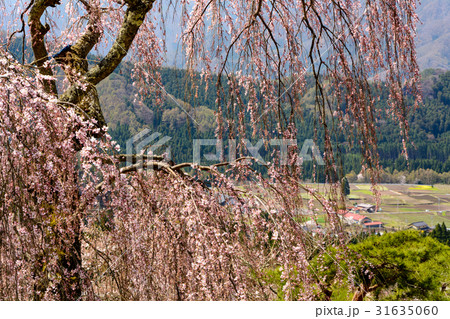 須坂の一本桜 31635060