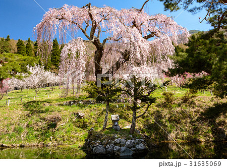 豊丘の五大桜 31635069