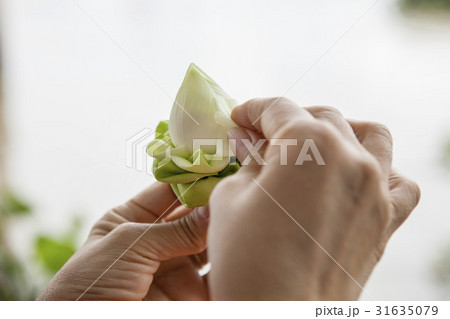 thai culture hand decoration on white lotus thai culture hand decoration on white lotus 31635079
