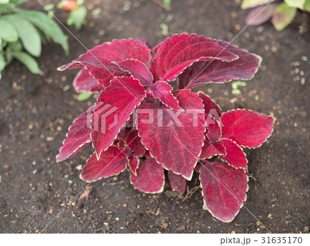 コリウス コリウス 31635170