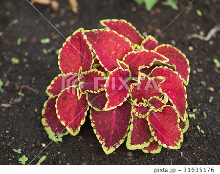 コリウス 31635176