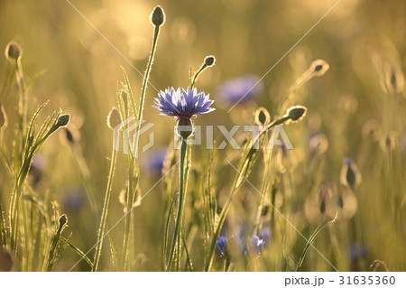 Cornflower in the field at dusk Cornflower in the field at dusk 31635360