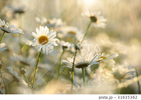 Daisy in a meadow lit by the rising sun Daisy in a meadow lit by the rising sun 31635362