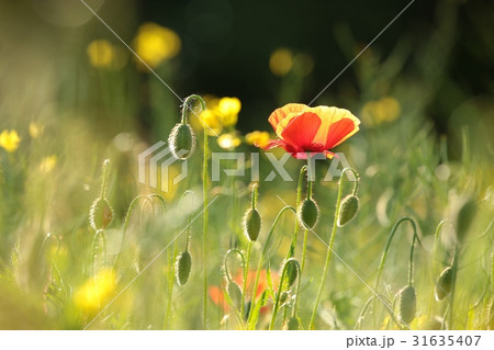 Poppy in the field at dawn 31635407