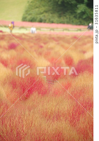 ほうき草 31635811