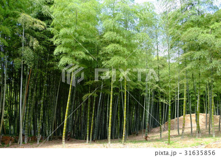 竹林公園 31635856