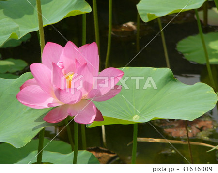睡蓮 スイレン 水連 31636009